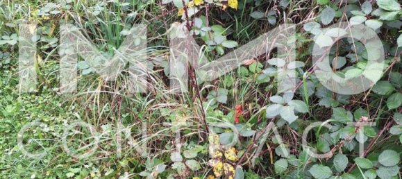 Terreno en Gmunden, Austria No. 40430 3