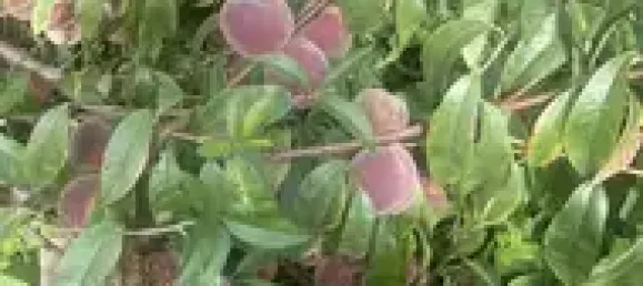 6-Zimmer Haus in Anhalt-Bitterfeld, Germany, Nr. 343654 10