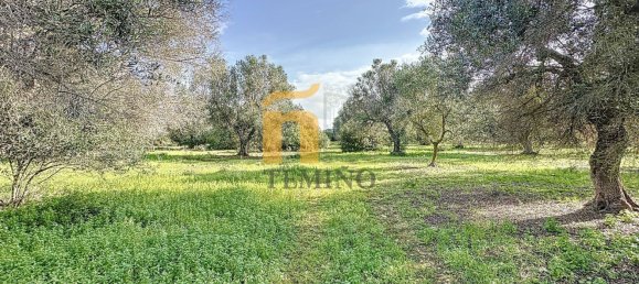 Terreno em Porto Cesareo, Italy 16070 m² N.º 145095 21