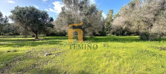 Terreno em Porto Cesareo, Italy 16070 m² N.º 145095 20