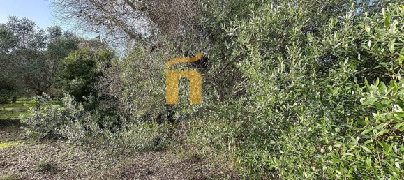 Terreno em Porto Cesareo, Italy 16070 m² N.º 145095 12