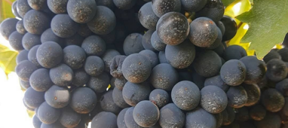 5200m² Land in Villalfonsina, Italy No. 291214 2