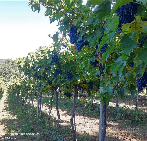 5200m² Land in Villalfonsina, Italy No. 291214