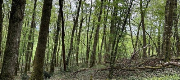 Terreno en Brive-la-Gaillarde, France 14696 m² No. 97259 8