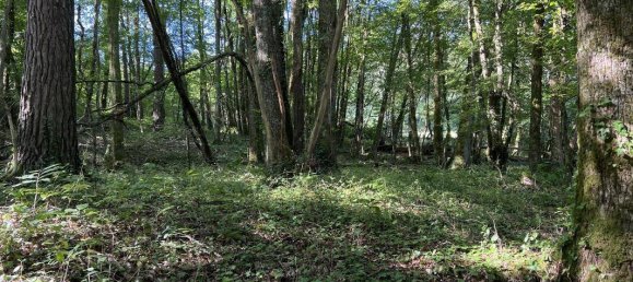 Terreno en Brive-la-Gaillarde, France 14696 m² No. 97259 2