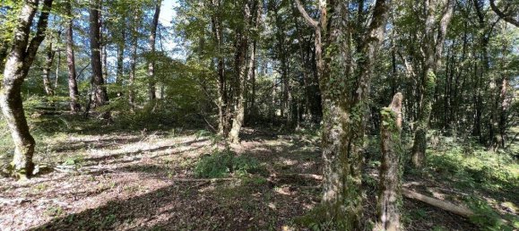 Terreno en Brive-la-Gaillarde, France 14696 m² No. 97259 6