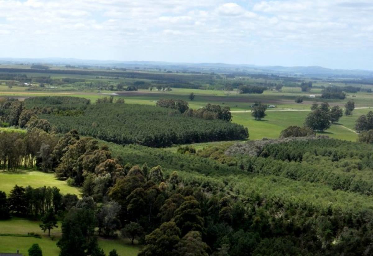 38m² Farm in Maldonado, Uruguay No. 13967