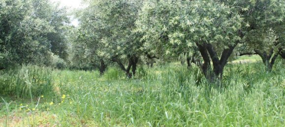 9700m² Hotel in Sitia, Greece No. 4988 2