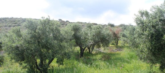 9700m² Hotel in Sitia, Greece No. 4988 4