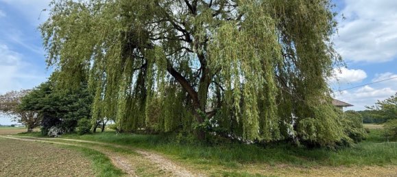 Коммерческая недвижимость 669м² в Петтенбах, Австрия № 127921 14