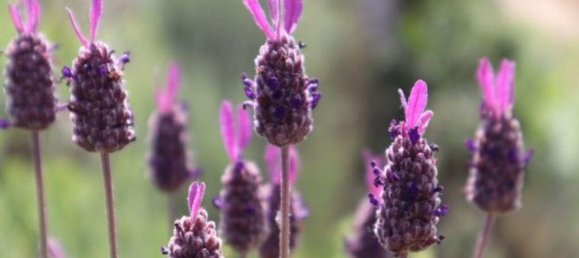 48000m² Land in Seixo da Beira, Portugal No. 11482 23