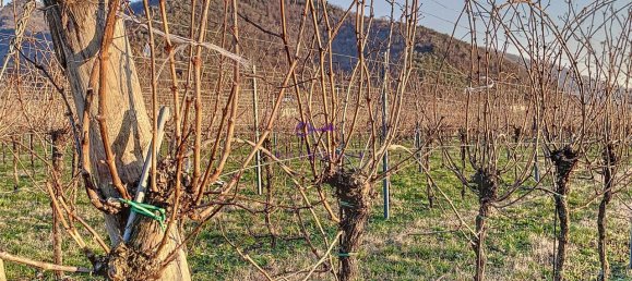 Terrain à Galzignano Terme, Italy 3950m² No. 64189 5