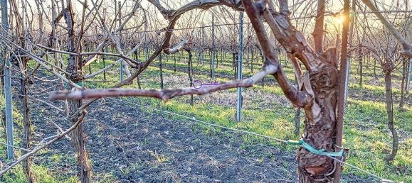 Terrain à Galzignano Terme, Italy 3950m² No. 64189 7