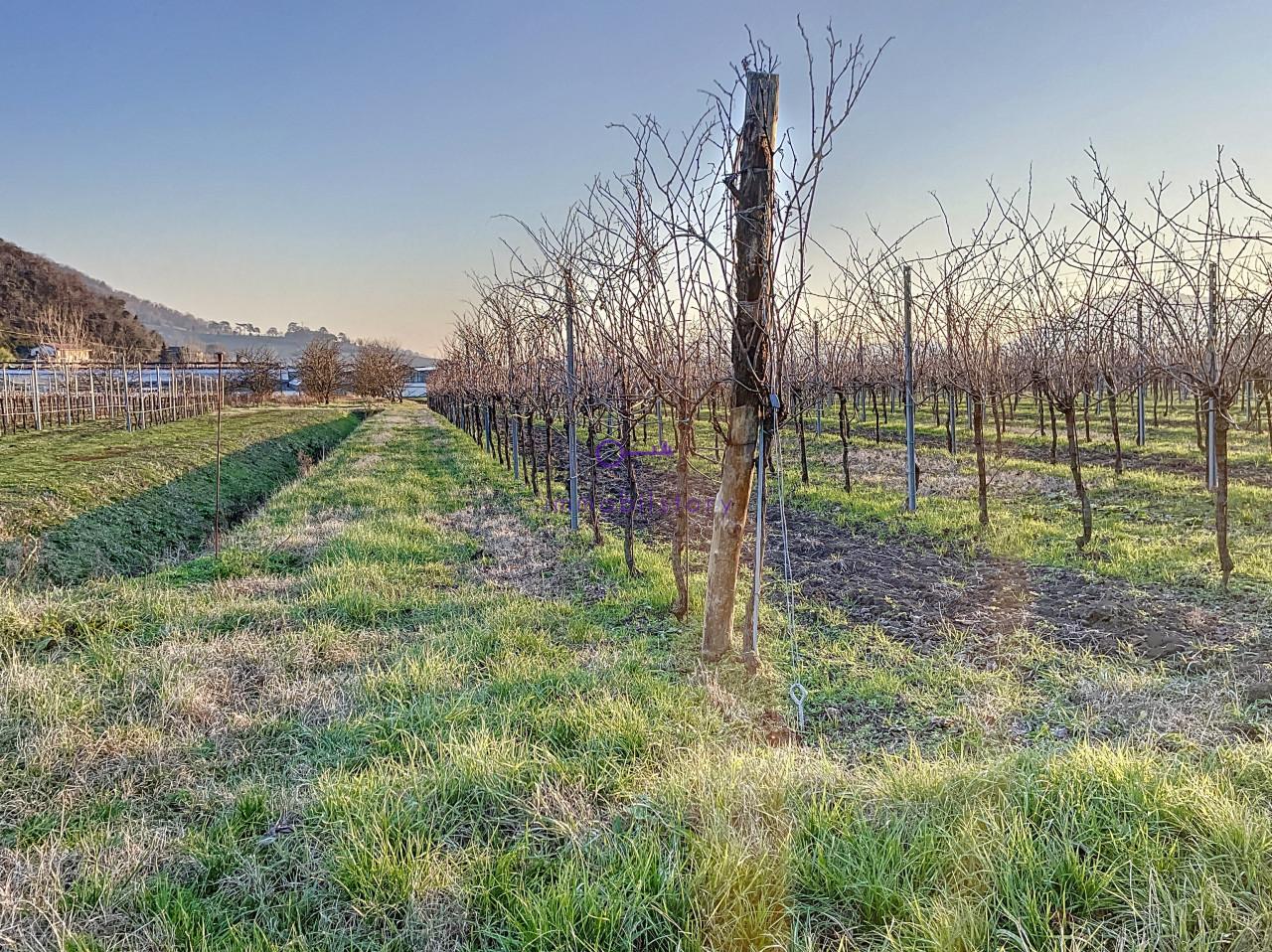 Terrain à Galzignano Terme, Italy 3950m² No. 64189