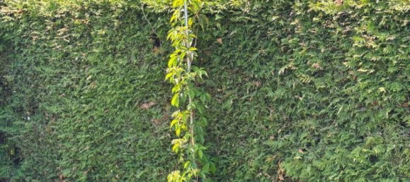 2 rooms House in Forchtenstein, Austria No. 147155 4