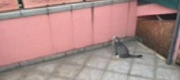 2-Zimmer Haus in Vigasio, Italy, Nr. 266490 15