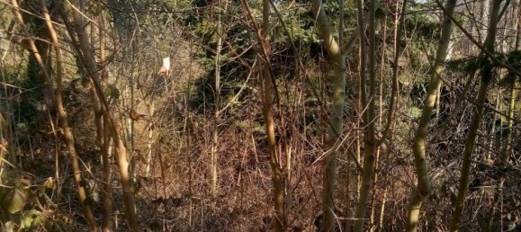 2 Schlafzimmer Haus in Leipzig, Germany, Nr. 217644 2