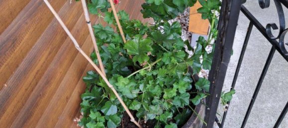 1 bedroom House in Kronstorf, Austria No. 5710 7