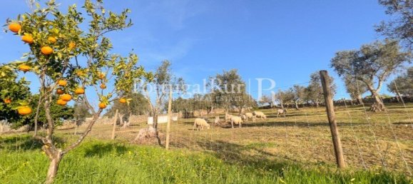 4 bedrooms Land in Portalegre, Portugal No. 146332 20