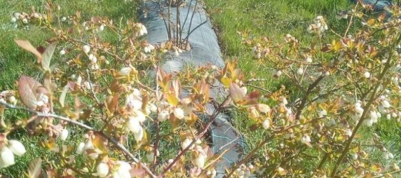 13249m² Land in Orjais, Portugal No. 140593 3