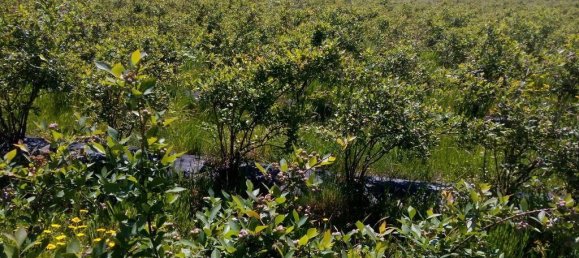 13249m² Land in Orjais, Portugal No. 140593 8