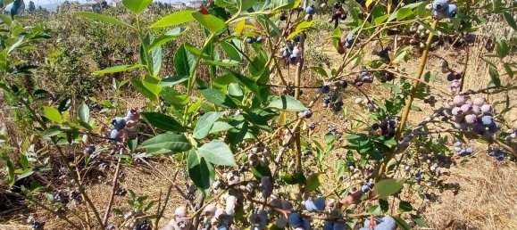 13249m² Land in Orjais, Portugal No. 140593 14