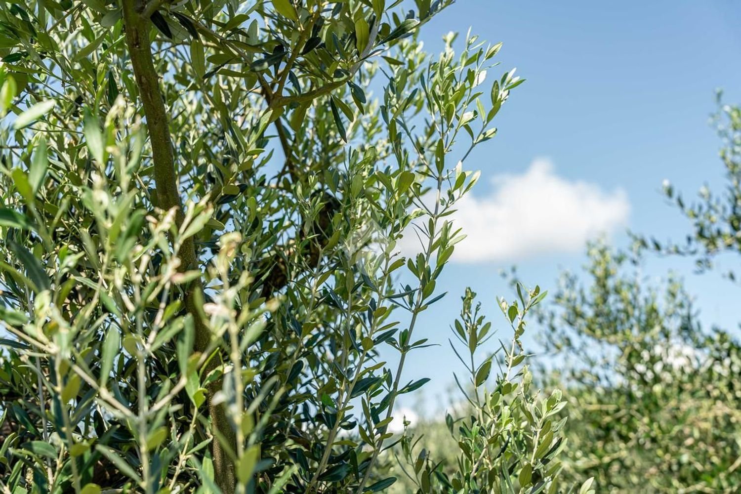 Terreno en Verona, Italy No. 314602