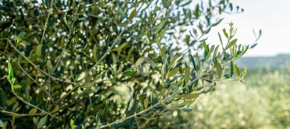 Terreno en Verona, Italy No. 314602 11