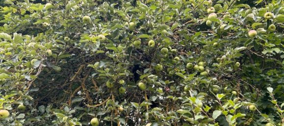 Terrain à Gottingen, Germany No. 262366 9