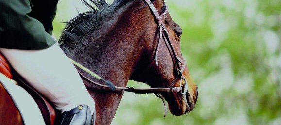 Land in Ebreichsdorf, Austria No. 151491 4