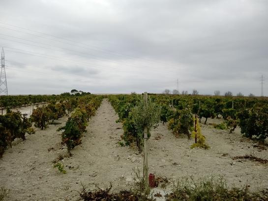 3500m² Land in Cadiz, Spain No. 197417