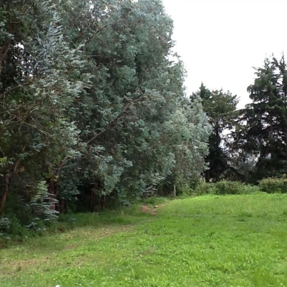  Land in Amanalco, Mexico No. 203418