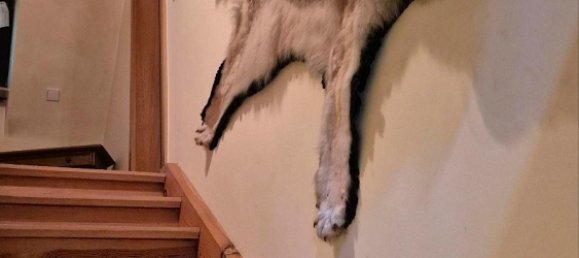 4 bedrooms House in Rhein-Neckar-Kreis, Germany No. 304940 19