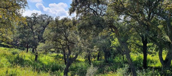 2100m² Land in Cadiz, Spain No. 72374 6