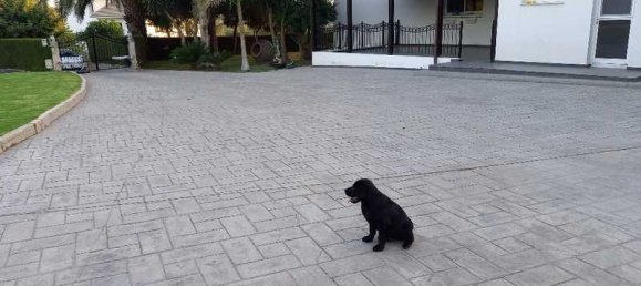 5 bedrooms Villa in Pentakomo, Cyprus No. 15257 5