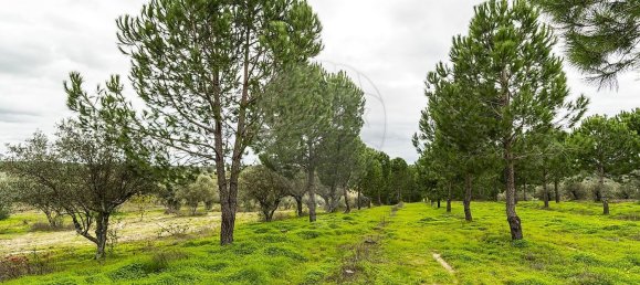6500m² Land in Cabecao, Portugal No. 79861 10