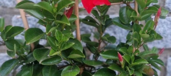 Terrain à Rostock, Germany No. 350370 8