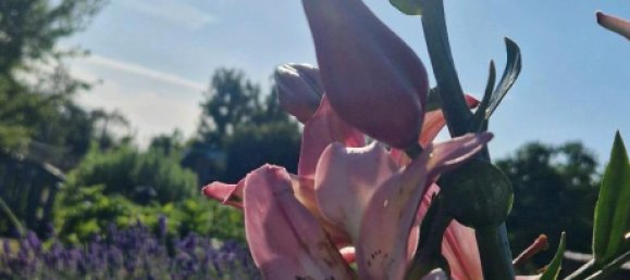 Terrain à Rostock, Germany No. 350370 13