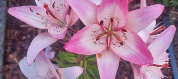 Terrain à Rostock, Germany No. 350370 6