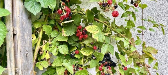 4غرفة تاون هاوس في Vorpommern-Greifswald, Germany رقم 125120 7