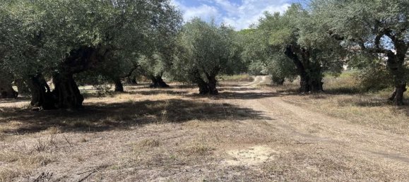 Hotel in Zakynthos, Greece, Nr. 8541 18