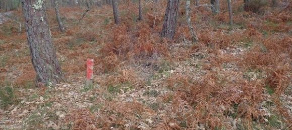 2 bedrooms House in Viseu, Portugal No. 187828 4