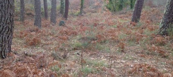 2 bedrooms House in Viseu, Portugal No. 187828 7