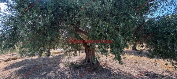  Land in Bagheria, Italy No. 351487 10