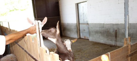 10 rooms House in Cessole, Italy No. 72782 13