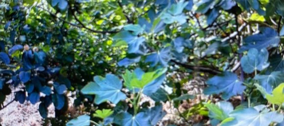 Terreno em Tolox, Spain N.º 165379 17