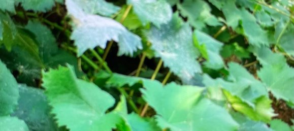 Terreno em Tolox, Spain N.º 165379 3