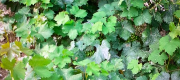 Terreno em Tolox, Spain N.º 165379 6