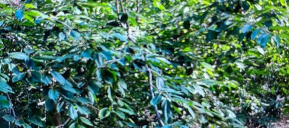 Terreno em Tolox, Spain N.º 165379 31