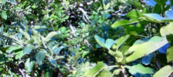 Terreno em Tolox, Spain N.º 165379 32